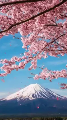 Japan's Majestic Peaks and Cherry Blossoms live wallpaper download
