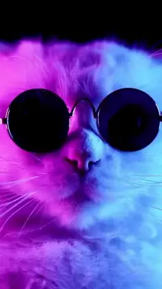 Jazzy Cat live wallpaper download