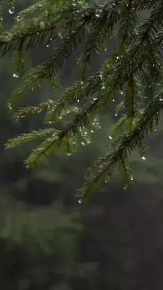 Rainy Pine Forest live wallpaper download
