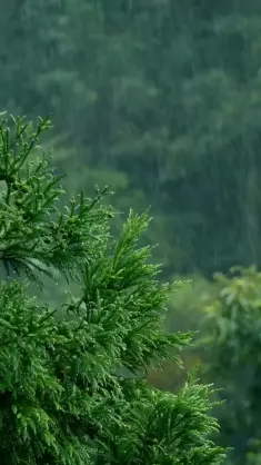 Rainy Forest live wallpaper download