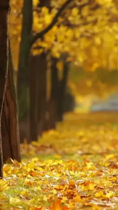 Autumn Yellow Leaves live wallpaper download