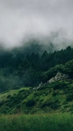 Foggy Forest live wallpaper download