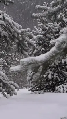 Snowy in the Forest live wallpaper download