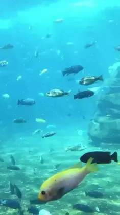 Fish Tank live wallpaper download