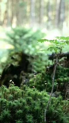 Baby Tree live wallpaper download