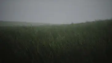 Field Grass in the Wind live wallpaper download