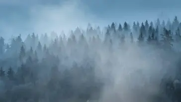 Forest in the Morning Fog animated wallpaper download