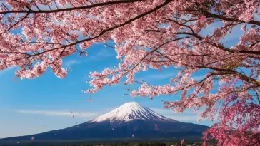 Japan's Majestic Peaks and Cherry Blossoms live wallpaper download