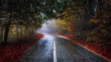 Autumn Road live wallpaper download