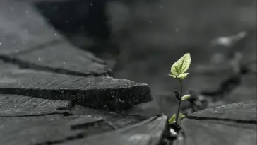 Leaves From the Land live wallpaper download