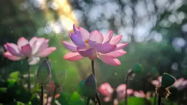 Landscape With Lotos live wallpaper download