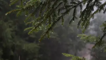 Rainy Pine Forest live wallpaper download