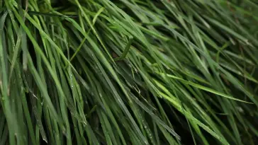 Green Grass live wallpaper download