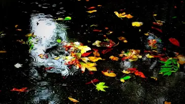 Autumn Rain live wallpaper download