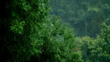 Rainy Forest live wallpaper download