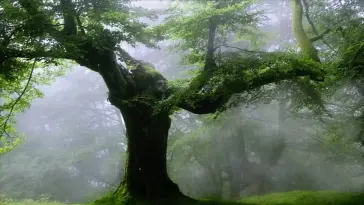 Oak Tree in the Rain live wallpaper download