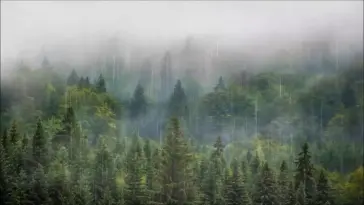 Forest Rainfall live wallpaper download