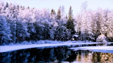 Winter Forest live wallpaper download