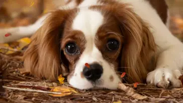 Dog in Autumn live wallpaper download