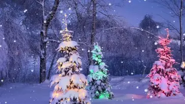 Christmas Trees Glowing live wallpaper download