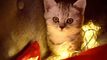 Cat in Garland live wallpaper download