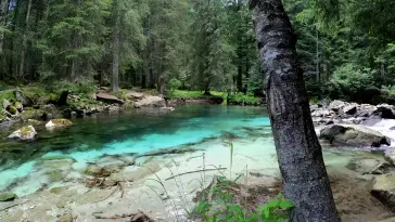 Forest River Flowing live wallpaper download
