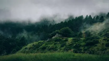 Foggy Forest live wallpaper download