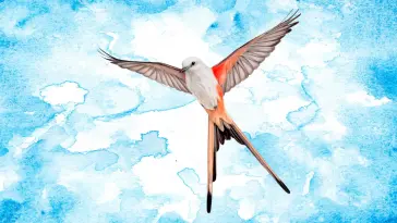 Wingspan live wallpaper download
