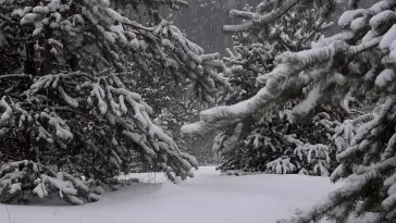 Snowy in the Forest live wallpaper download