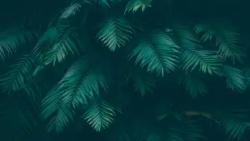 Green Leaves live wallpaper download