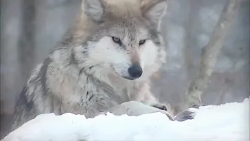 Mexican Calm Grey Wolf live wallpaper download