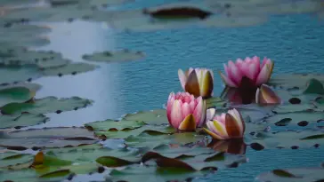 Water Lilies live wallpaper download