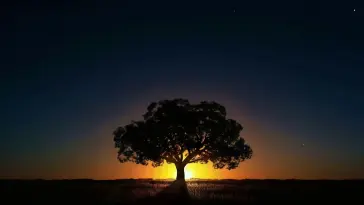 Tree Silhouette at Sunset live wallpaper download