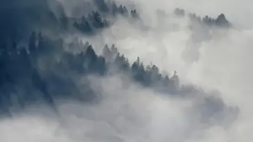 Cloudy Forest live wallpaper download