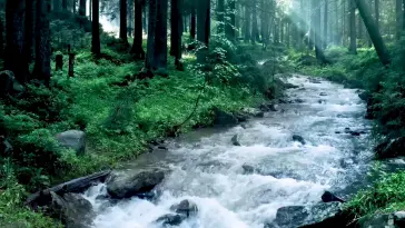 River Flowing live wallpaper download