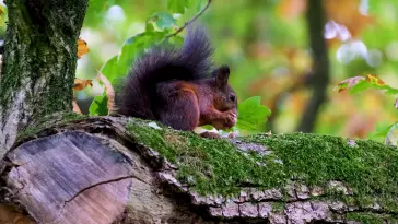 Squirrel Eating Nut live wallpaper download