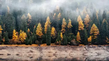 Foggy Autumn Forest live wallpaper download