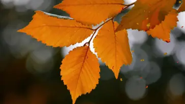 Yellow Leaves live wallpaper download