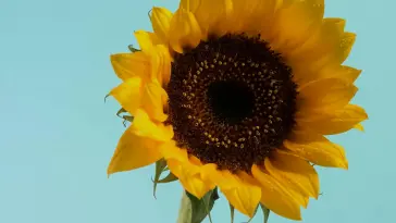 Sunflower live wallpaper download