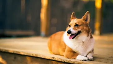 Corgi Dog live wallpaper download