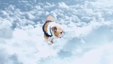 Dog in Clouds live wallpaper download
