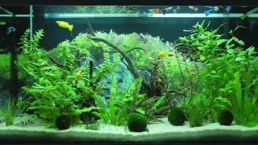 Planted Aquarium live wallpaper download