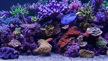 Coral Reef Aquarium live wallpaper download