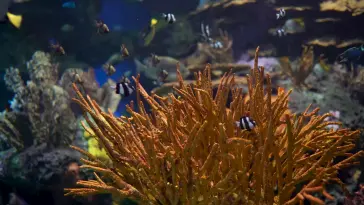 Fish Aquarium live wallpaper download