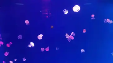 Jellyfish Aquarium live wallpaper download