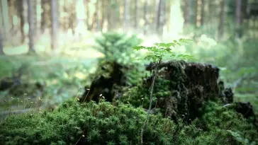 Baby Tree live wallpaper download