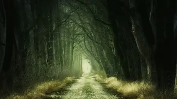 Road in Forest live wallpaper download