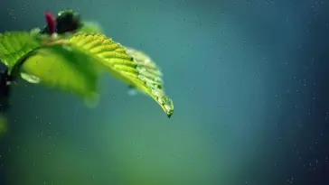 Raindrops live wallpaper download