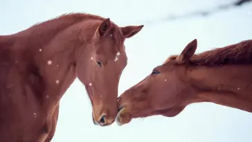 Horses in Gentle Bond live wallpaper download