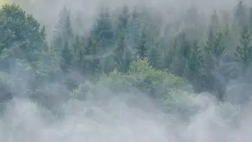 Aesthetic Wonders of Forest Nature live wallpaper download